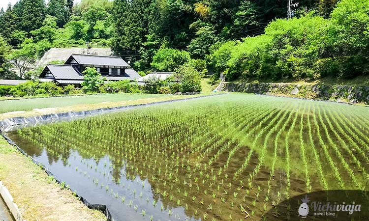 Reisfelder entlang des Nakasendo-Trails in den japanischen Alpen