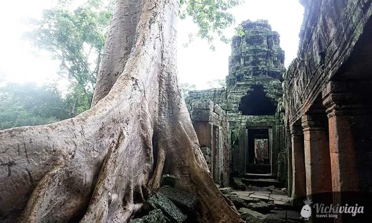 Banteay Kdei I Angkor I großer baum wächst aus den tempelruinen