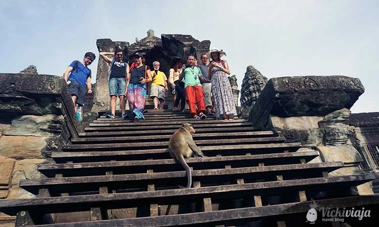 Affe I Angkor Wat I Siem Reap I Kambodscha