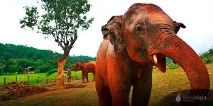 Thailand Reisetipps, Elefant