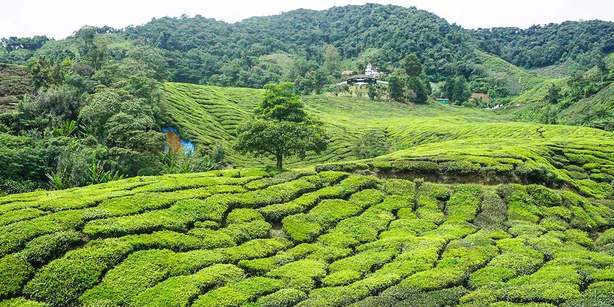 Cameron highlands sehenswürdigkeiten Teeplantagen Malaysia