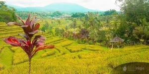 Backpacker Indonesia Travel Tips & Information, Bali Rice Fields