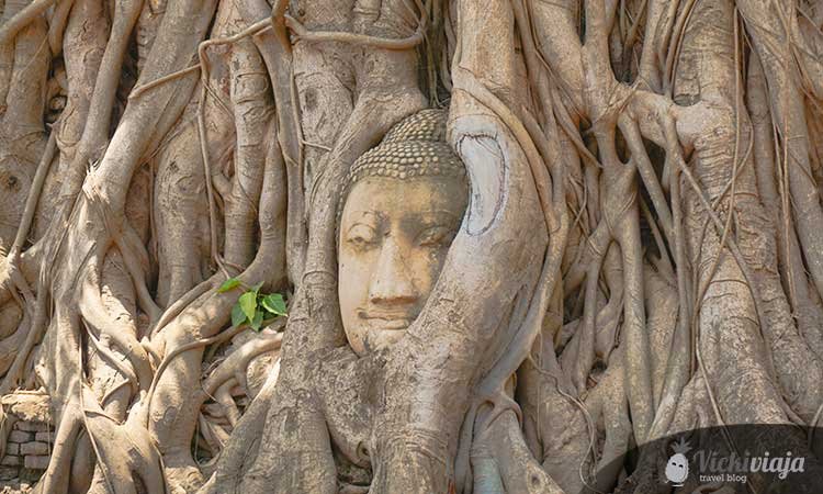 Ayutthaya Buddhakopf auf einem Baum
