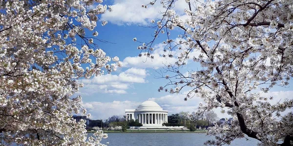 Washington DC Itinerary 3 days, cherry blossoms
