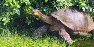 Galapagos Itinerary, tortoise