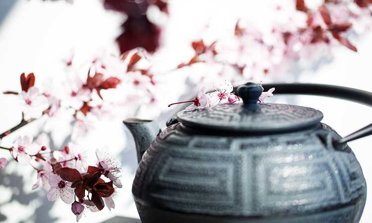 Japanese cherry blossom tea, sakuraya, tea pot with cherry blossoms background