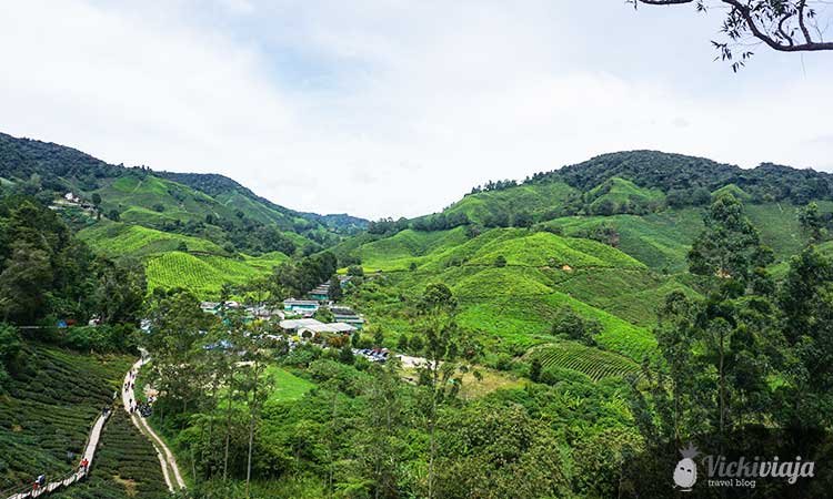 Tea factory, tea production in the cameron highlands malaysia