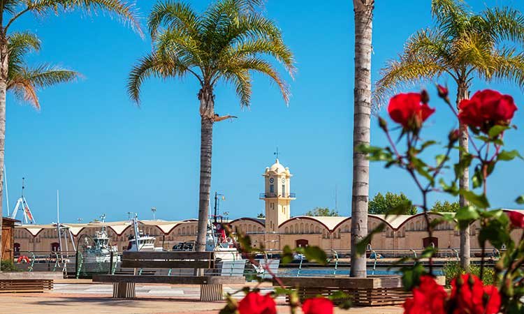 The port of Gandia, red roses and palm trees