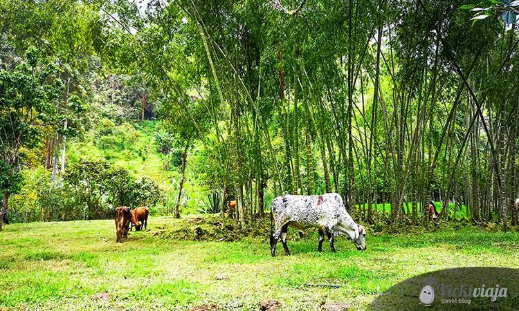 nature in salento cows, biking