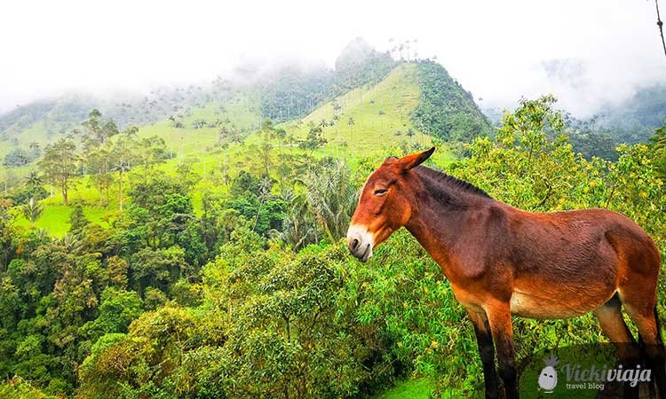 hiking in valle de cocora salento colombia horse