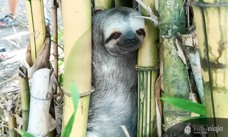sloth in bamboo in Parque centenario in Cartagena